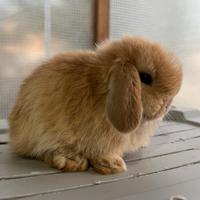 Conigli coniglietti cuccioli