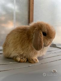 Conigli coniglietti cuccioli