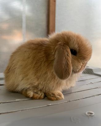 Conigli coniglietti cuccioli