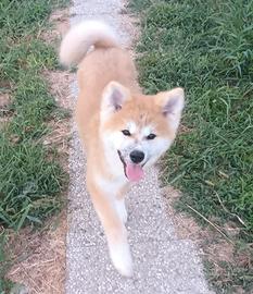Cucciola akita fulva