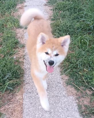 Cucciola akita fulva