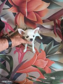 Chihuahua mini toy