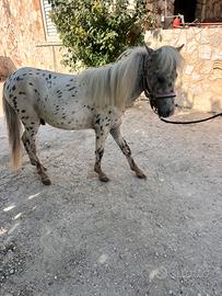 Pony Falabella