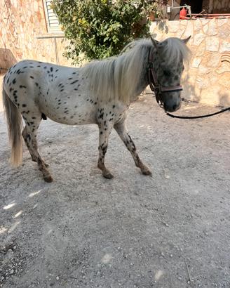 Pony Falabella