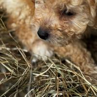 Barboncino albicocca