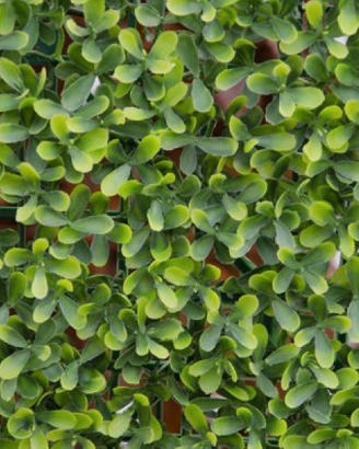Siepe Parete Verticale Artificiale Bosso 1x1M