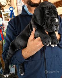 Cucciolo Alano Alani