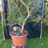 Pre bonsai melograno