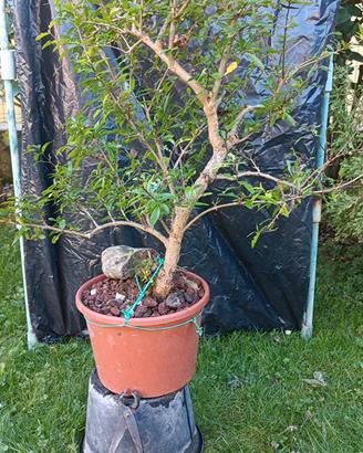 Pre bonsai melograno