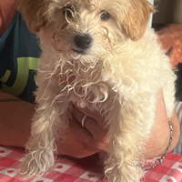 Disponibili cuccioli di Maltipo