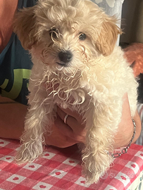 Disponibili cuccioli di Maltipo