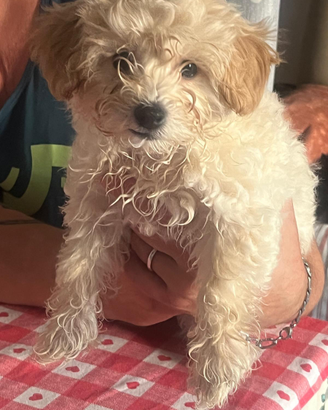Disponibili cuccioli di Maltipo