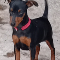 Zwergpinscher