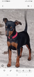 Zwergpinscher