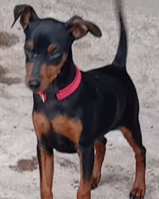 Zwergpinscher