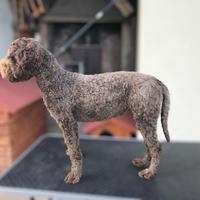 Lagotto romagnolo femmina
