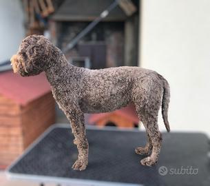 Lagotto romagnolo femmina