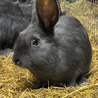 Conigli blu di vienna