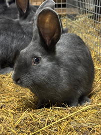 Conigli blu di vienna