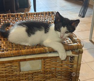 Gattino maschio bianco e nero