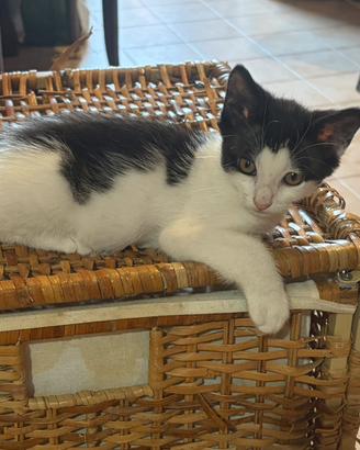 Gattino maschio bianco e nero