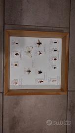 Scatola entomologica insetti spillati esame