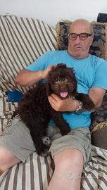 Cuccioli lagotto romagnolo