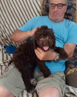 Cuccioli lagotto romagnolo