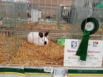 Conigli californiani