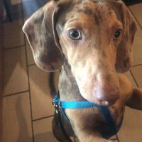 Bassotto maculato disponibile per monta