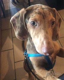 Bassotto maculato disponibile per monta