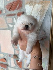 Cuccioli di spitz tedesco nano