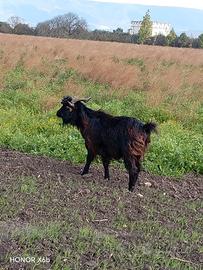 Maschio e femmina di capre
