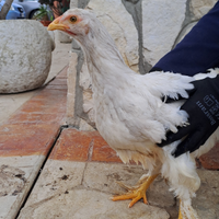 Ornamentali Brahma