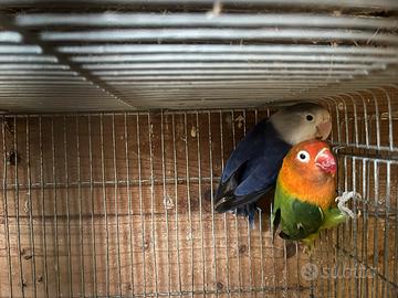 Inseparabili in coppia