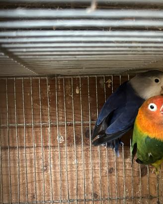 Inseparabili in coppia