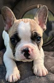 Bulldog francese maschio