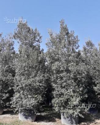 Leccio (quercus ilex ) 4/5metri in vaso