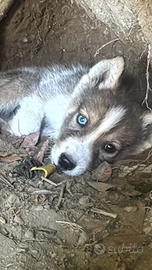 Disponibile Husky