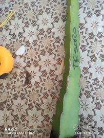 2 pitaya autofertili radicate tesoro e desert king