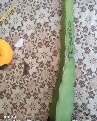 2 pitaya autofertili radicate tesoro e desert king