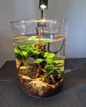 lampada per acquario piccolo