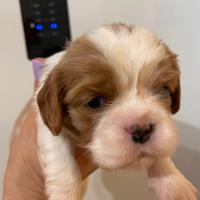Cavalier King Blenheim