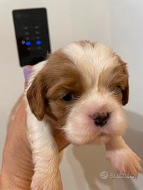 Cavalier King Blenheim