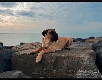 CUCCIOLA CANE CORSO