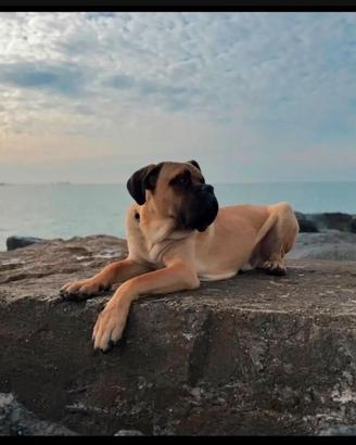 CUCCIOLA CANE CORSO