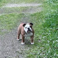 Bulldog inglese per monta