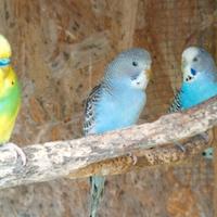 Cocorite allevati a mano