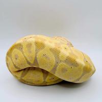 Pitone Reale 0.1 Banana Pastel