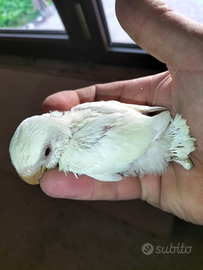 Pappagalli inseparabili